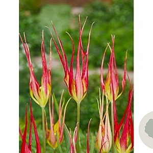 Tulipa acuminata verpakt per 100