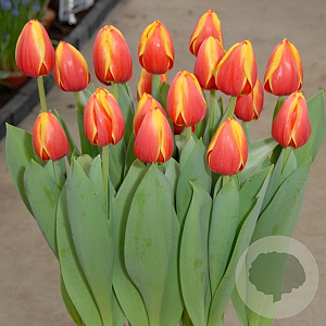 Tulipa (dar) 'Ad Rem' 11-12 cm verpakt per 100