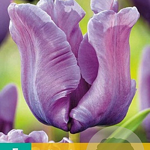 Tulipa 'Blue Parrot' 12 cm verpakt per 100