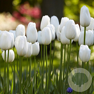 Tulipa 'Catherina' 11-12 cm verpakt per 100