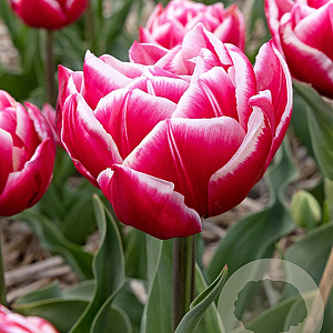 Tulipa Columbus 12 cm verpakt per 100