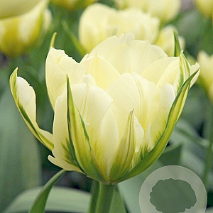 Tulipa 'Exotic Emperor' 11-12 cm verpakt per 100
