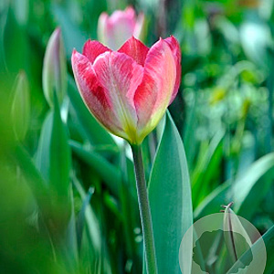 Tulipa 'Flaming Purissima' 12 cm verpakt per 100