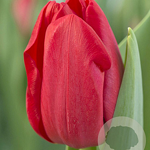 Tulipa Heartbreaker 12 cm verpakt per 100