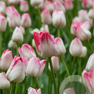Tulipa 'Judith Leysters' 11-12 cm verpakt per 100