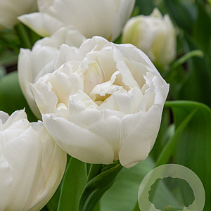 Tulipa Mondial 11-12 cm verpakt per 100