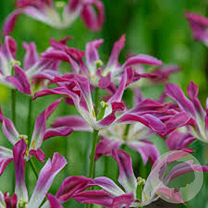 Tulipa 'Purple Dance' 11-12 cm verpakt per 100