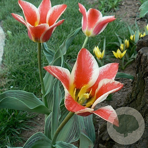 Tulipa (par) 'Pinocchio Parrot' 11-12 cm verpakt per 100