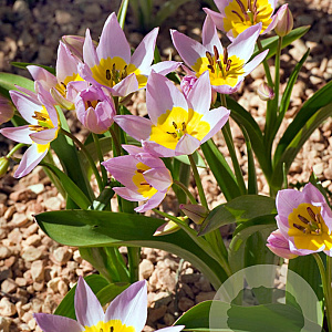Tulipa saxatilis verpakt per 100