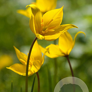 Tulipa sylvestris verpakt per 100