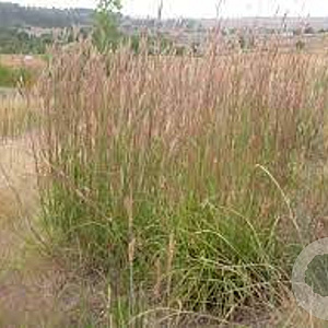 Andropogon g. 'Hummelo' GM P9