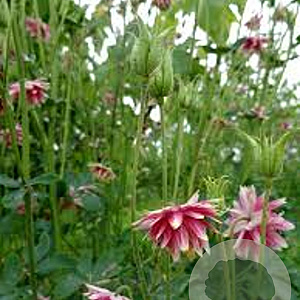 Aquilegia 'Nora Barlow' GM P9