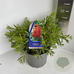 Callistemon citr. 'Red Clusters' 30-40 cm 5,0L