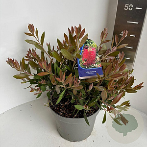 Callistemon citr. 'Splendens' 30-40 cm 5,0L