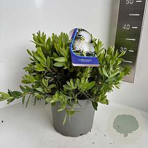 Callistemon citr. 'White Anzac' 30-40 cm 5,0L