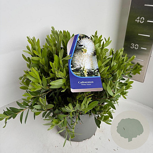 Callistemon citr. 'White Anzac' 30-40 cm 5,0L