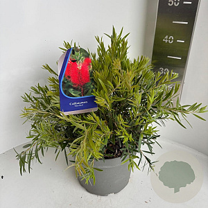 Callistemon Mini Red 30-40 cm 5,0L