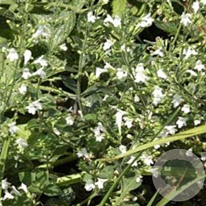 Calamintha n. 'Menthe' GM P9