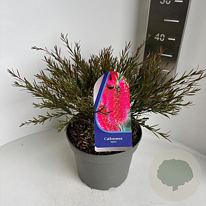Callistemon rigidus 30-40 cm 5,0L
