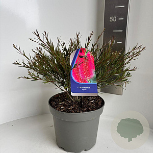 Callistemon rigidus 30-40 cm 5,0L