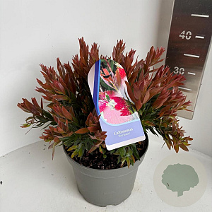 Callistemon 'Red Rocket' 30-40 cm 5,0L