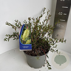 Callistemon salignus 30-40 cm 5,0L
