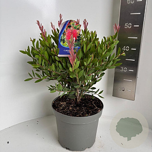 Callistemon vimin. Inferno 40-50 cm 5,0L