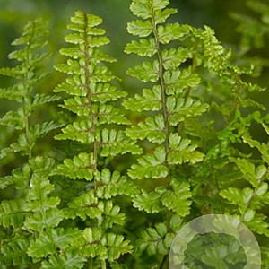 Dryopteris af. 'Pinderi' GM P9
