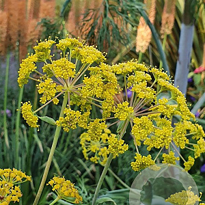 Ferula communis glauca GM P9