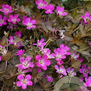 Geranium Orkney Cherry GM P9