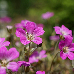Geranium Orkney Cherry GM P9
