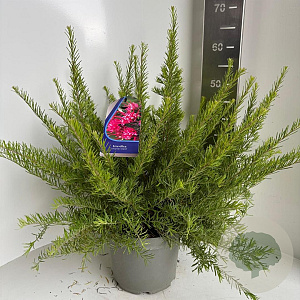 Grevillea 'Clearview David' 30-40 cm 5,0L