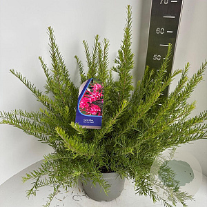 Grevillea 'Clearview David' 30-40 cm 5,0L