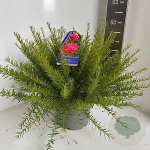 Grevillea juniperina 30-40 cm 5,0L