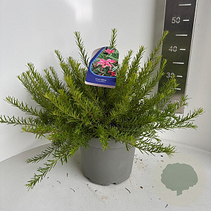 Grevillea rosmarinifolia 30-40 cm 5,0L