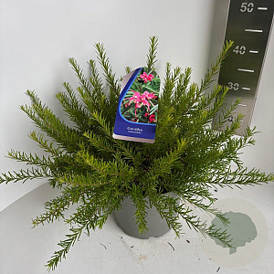 Grevillea rosmarinifolia 30-40 cm 5,0L