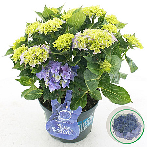 Hydrangea m. M. Coll. Blue Ballad 30-40 cm 5,0L blauw