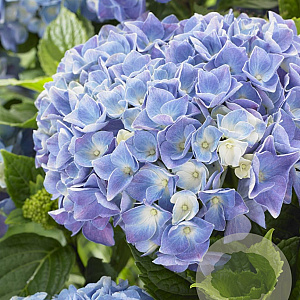 Hydrangea m. M. Coll. Blue Ballad 30-40 cm 5,0L blauw