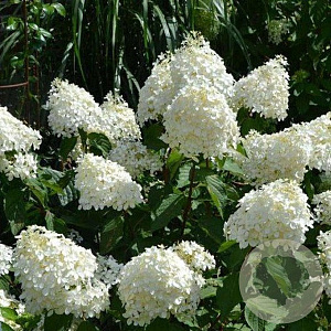 Hydrangea pan. 'Phantom' 80-100 cm 5,0L