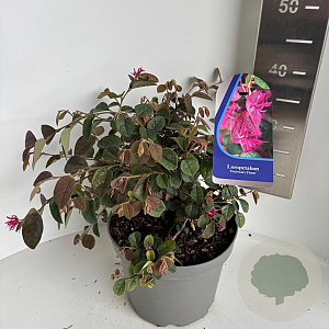 Loropetalum c. 'Daybreak's Flame 30-40 cm 5,0L