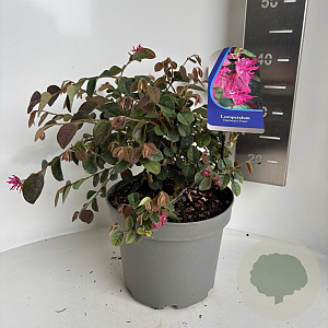 Loropetalum c. 'Daybreak's Flame 30-40 cm 5,0L