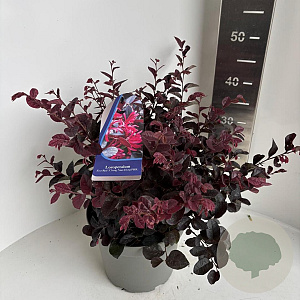 Loropetalum c. Ever Red 30-40 cm 5,0L