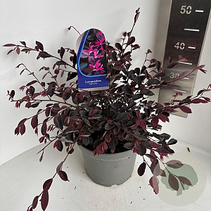 Loropetalum chinense 30-40 cm 5,0L