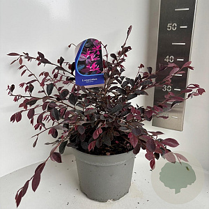 Loropetalum chinense 30-40 cm 5,0L