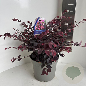 Loropetalum c. 'Plum Gorgeous' 40-50 cm 5,0L