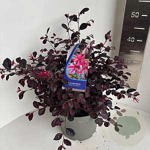 Loropetalum chinense rubrum 30-40 cm 5,0L