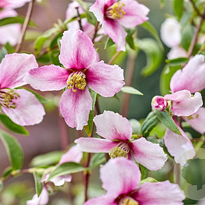Philadelphus Petite Perfume Pink 30-40 cm 2,0L