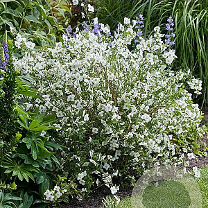 Philadelphus Petite Perfume White 30-40 cm 2,0L