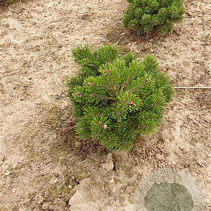 Pinus mugo 'Mops' 20-25 cm met kluit