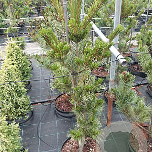 Pinus parv. 'Glauca' 80-100 cm met kluit